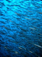 SIMILAN nov  2008 .PHOTO PHILIPPE (52).JPG