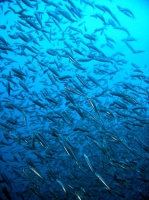 SIMILAN nov  2008 .PHOTO PHILIPPE (53).JPG