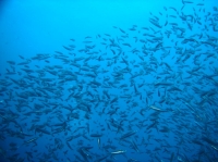 SIMILAN nov  2008 .PHOTO PHILIPPE (54).JPG