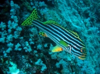 SIMILAN nov  2008 .PHOTO PHILIPPE (55).JPG