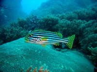 SIMILAN nov  2008 .PHOTO PHILIPPE (56).JPG