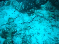 SIMILAN nov  2008 .PHOTO PHILIPPE (57).JPG