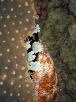 SIMILAN nov  2008 .PHOTO PHILIPPE (58).JPG