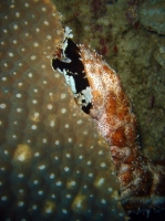 SIMILAN nov  2008 .PHOTO PHILIPPE (59).JPG
