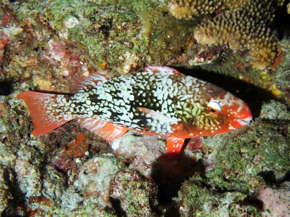 SIMILAN NOV 2008 .PHOTO LORAN (89).JPG