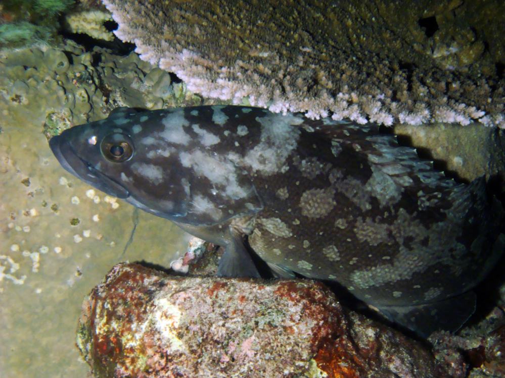 SIMILAN NOV 2008 .PHOTO LORAN (92).JPG