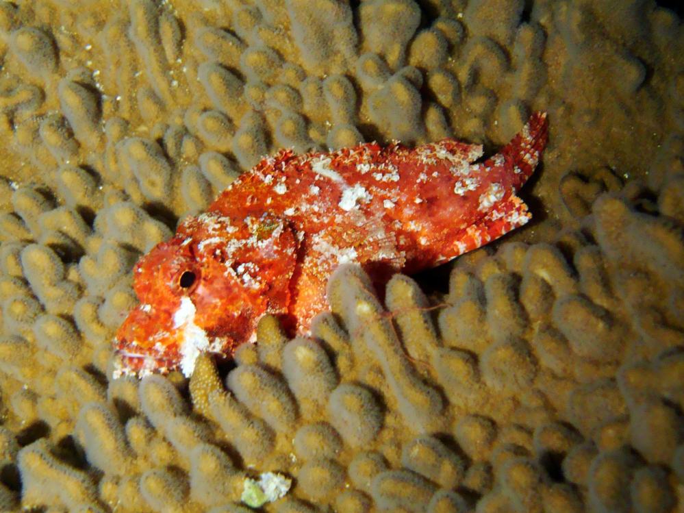 SIMILAN NOV 2008 .PHOTO LORAN (94).JPG