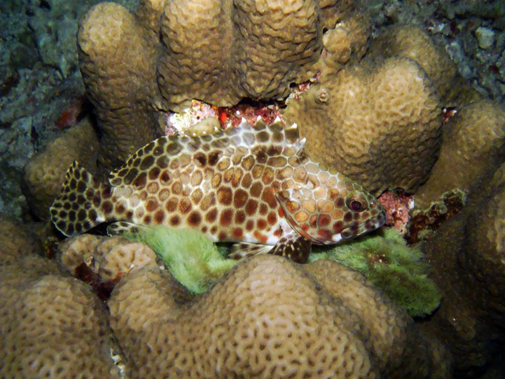 SIMILAN NOV 2008 .PHOTO LORAN (97).JPG