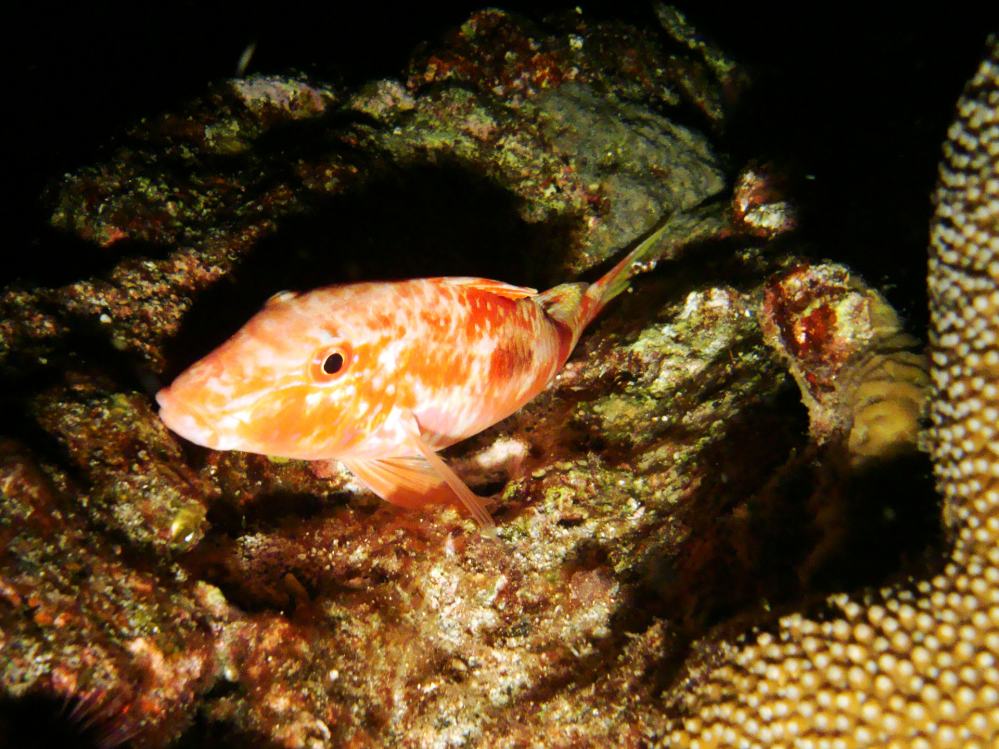 SIMILAN NOV 2008 .PHOTO LORAN (99).JPG