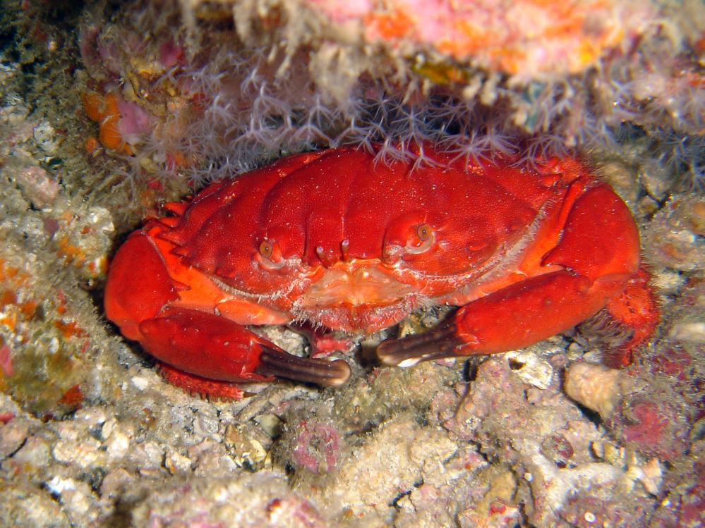 SIMILAN nov  2008 .PHOTO PHILIPPE (61).JPG