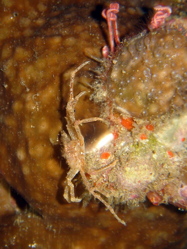 SIMILAN nov  2008 .PHOTO PHILIPPE (65).JPG