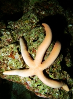 SIMILAN NOV 2008 .PHOTO LORAN (87).JPG