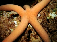 SIMILAN NOV 2008 .PHOTO LORAN (88).JPG