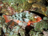SIMILAN NOV 2008 .PHOTO LORAN (89).JPG