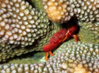 SIMILAN NOV 2008 .PHOTO LORAN (90).JPG