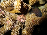 SIMILAN NOV 2008 .PHOTO LORAN (91).JPG