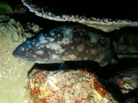 SIMILAN NOV 2008 .PHOTO LORAN (93).JPG