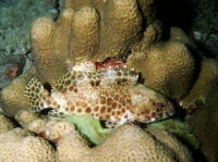 SIMILAN NOV 2008 .PHOTO LORAN (96).JPG