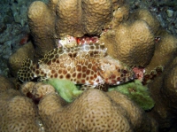 SIMILAN NOV 2008 .PHOTO LORAN (97).JPG