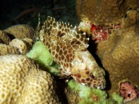SIMILAN NOV 2008 .PHOTO LORAN (98).JPG
