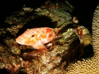 SIMILAN NOV 2008 .PHOTO LORAN (99).JPG