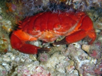 SIMILAN nov  2008 .PHOTO PHILIPPE (60).JPG