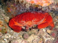 SIMILAN nov  2008 .PHOTO PHILIPPE (61).JPG