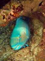SIMILAN nov  2008 .PHOTO PHILIPPE (62).JPG