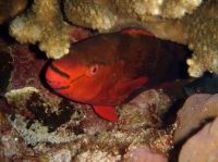 SIMILAN nov  2008 .PHOTO PHILIPPE (63).JPG