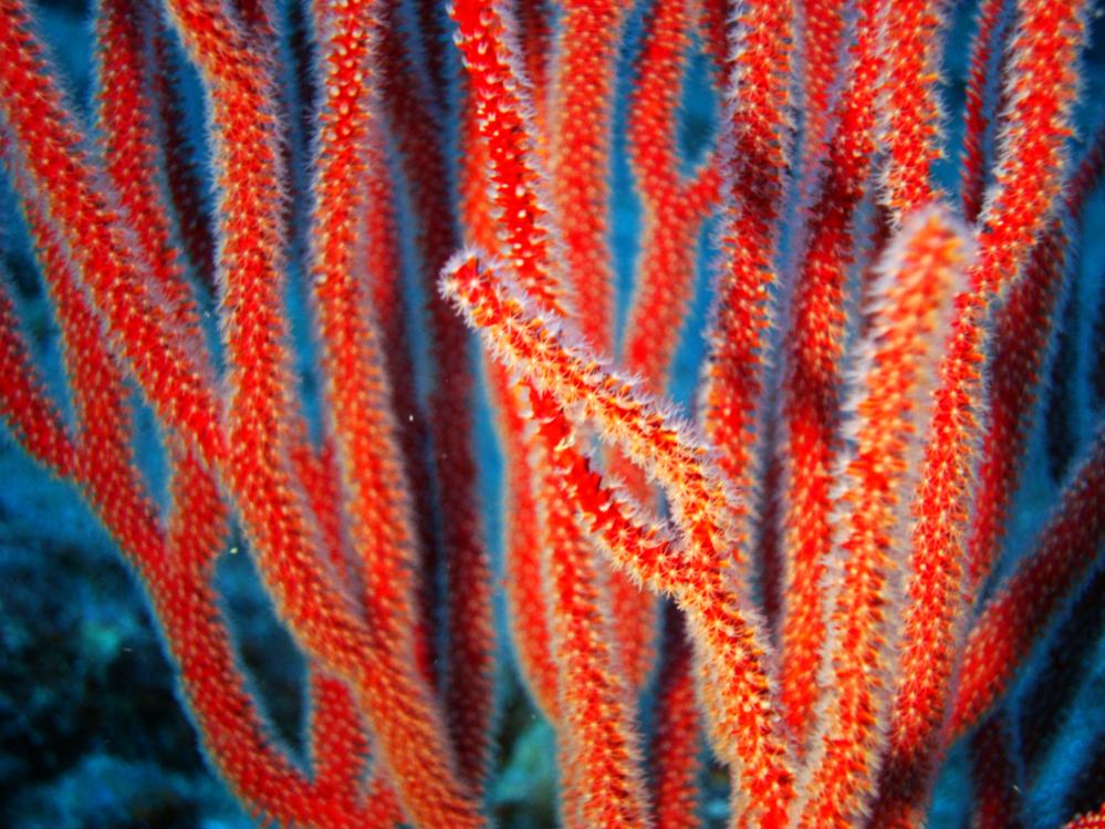 SIMILAN NOV 2008 .PHOTO LORAN (104).JPG