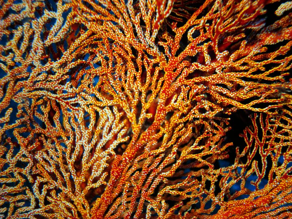 SIMILAN NOV 2008 .PHOTO LORAN (106).JPG