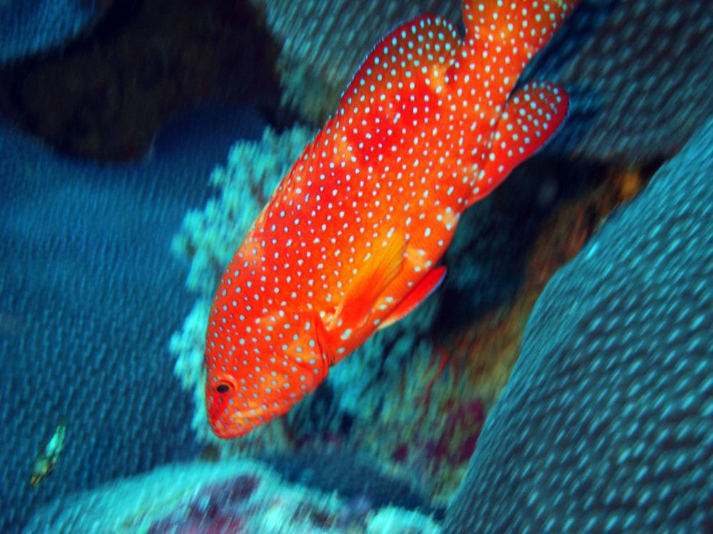 SIMILAN NOV 2008 .PHOTO LORAN (107).JPG
