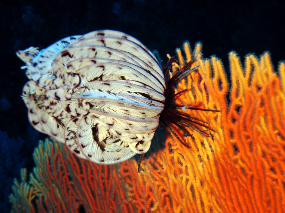 SIMILAN NOV 2008 .PHOTO LORAN (108).JPG