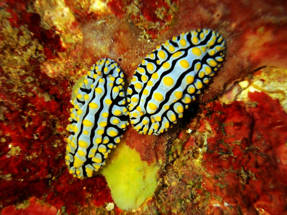 SIMILAN NOV 2008 .PHOTO LORAN (110).JPG