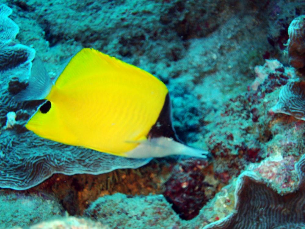 SIMILAN NOV 2008 .PHOTO LORAN (112).JPG