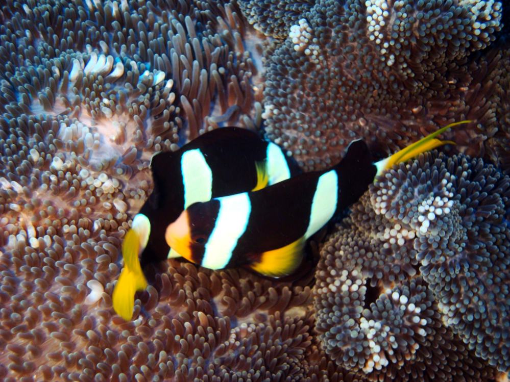 SIMILAN NOV 2008 .PHOTO LORAN (115).JPG
