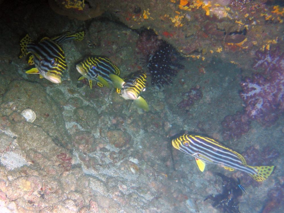 SIMILAN nov  2008 .PHOTO ARNOLD (35).JPG