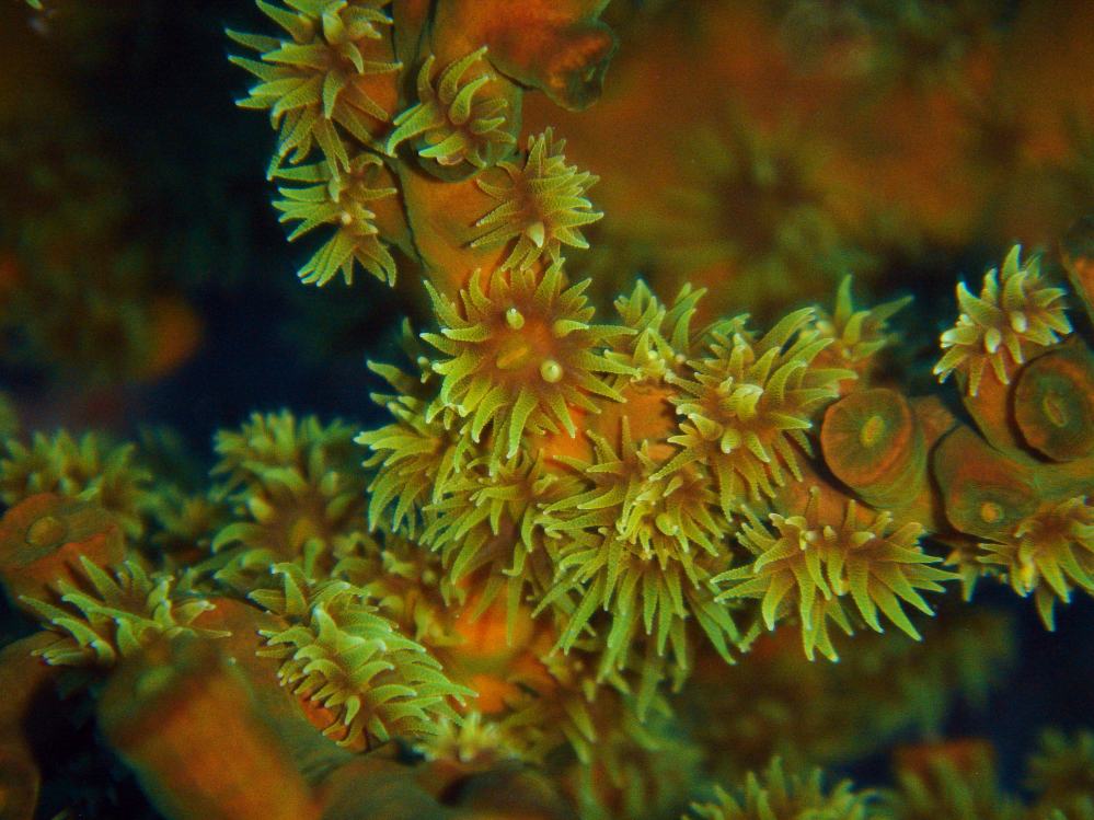 SIMILAN nov  2008 .PHOTO PHILIPPE (66).JPG