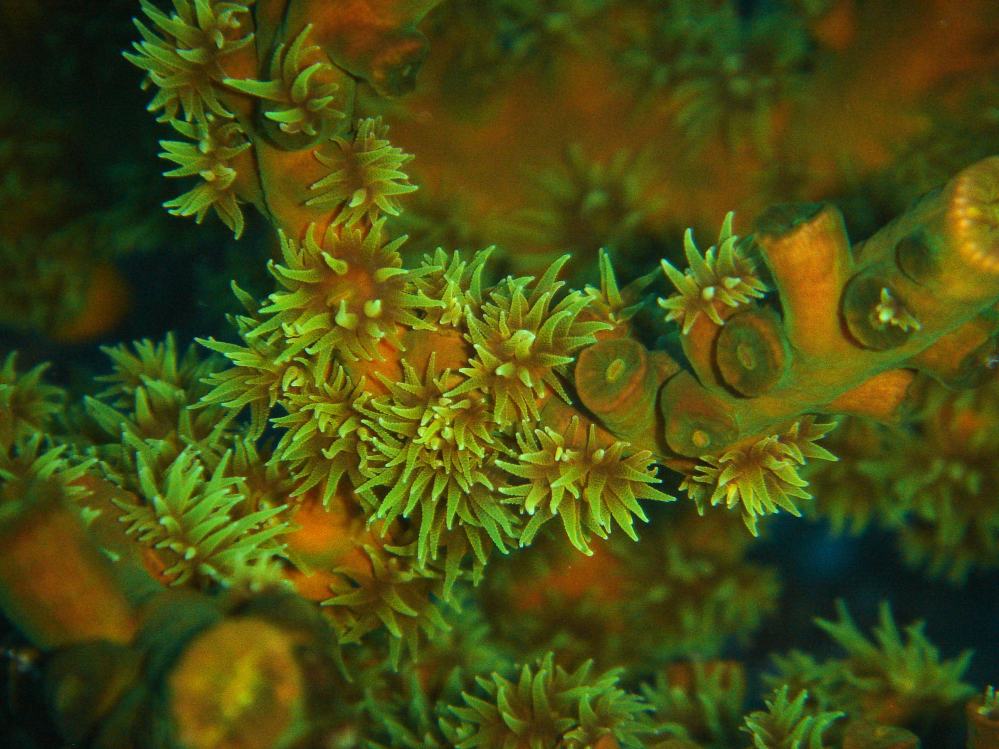 SIMILAN nov  2008 .PHOTO PHILIPPE (67).JPG