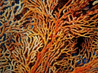 SIMILAN NOV 2008 .PHOTO LORAN (106).JPG