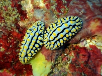 SIMILAN NOV 2008 .PHOTO LORAN (109).JPG