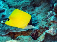 SIMILAN NOV 2008 .PHOTO LORAN (112).JPG