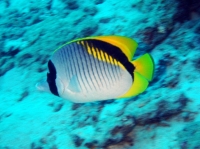 SIMILAN NOV 2008 .PHOTO LORAN (113).JPG