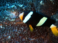 SIMILAN NOV 2008 .PHOTO LORAN (114).JPG