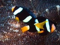 SIMILAN NOV 2008 .PHOTO LORAN (116).JPG