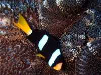SIMILAN NOV 2008 .PHOTO LORAN (117).JPG