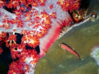 SIMILAN NOV 2008 .PHOTO LORAN (118).JPG