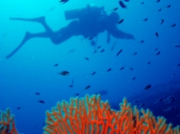 SIMILAN NOV 2008 .PHOTO LORAN (119).JPG