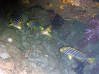 SIMILAN nov  2008 .PHOTO ARNOLD (35).JPG