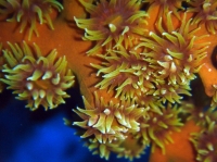 SIMILAN nov  2008 .PHOTO PHILIPPE (68).JPG